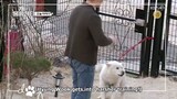 Dogs are Incredible Ep 22