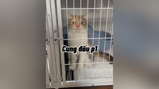 Cung Đấu phần tiếp theo ạ cat mèo cute