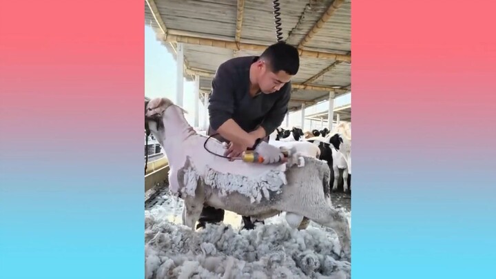 Best Oddly Satisfying Video for Sleep & Relaxation of Your Nerves