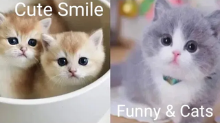 Funny & Cats - รวมน้องแมวน่ารัก 10