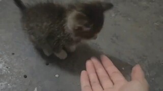 Adikku dari komunitas yang sama melihat anak kucing terlantar dalam perjalanan untuk membeli makanan