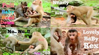 NO...NO...!! NEARLY​ ​BABY​ MONKEY ​DROP,YOUNG MONKEY PULL BABY HEAD DOWN,LOVELY BABY REX VERY BRAVE