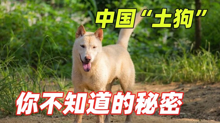 中国最古老的犬类，因为偏见濒临灭绝，中华“土狗”其实很优秀！