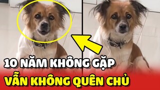 Cảm động với chú chó SAU 10 NĂM gặp lại VẪN NHỚ CHỦ dù đang che kín mặt 🥰 | Yêu Lu