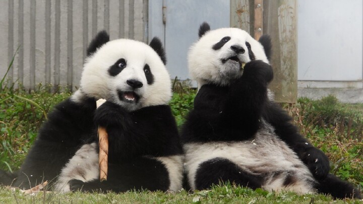Have you ever seen pandas like them?