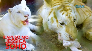 Kapuso Mo, Jessica Soho: PAANO BA SUSUWERTIHIN NGAYONG YEAR OF THE TIGER?