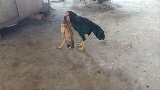 Test bakat anak ayam muda bulu hitam.