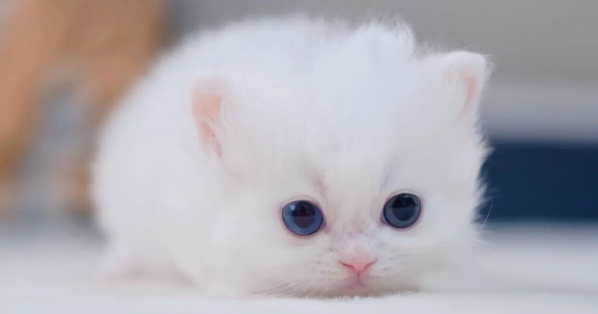 Animals]Are Little Cats Born Kneading? - Bilibili