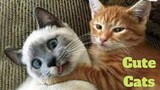 💥Cute Cats Viral Weekly😂🙃💥of 2020 | Funny Animal Videos💥👌