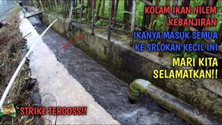 REJEKI NOMPLOK..!! KOLAM IKAN NILEM JEBOL.. PANEN STRIKE BROO!!