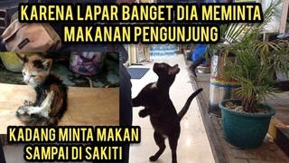 Kucing Ini Meminta Makan Untuk Menyambung Hidup Di Jalanan ..