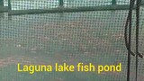 fish pond sa Taguig near Laguna lake RED TILAPIA