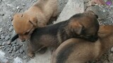Những Chú Chó Con Dễ Thương Vô Đối | Cute puppy dogs videos | Cải TV