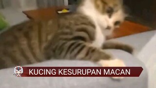 KUCING KESURUPAN, RUQYAH KUCING KESURUPAN MACAN😺