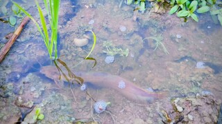 Amazing Fish Catching by hand