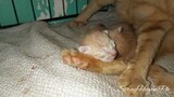 New Born Kittens Two Days Old