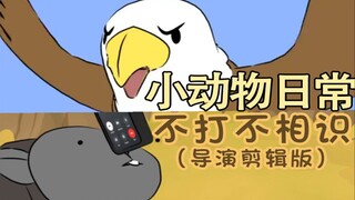 不打不相识（导演剪辑版）🦅🎆👰-【小动物日常 | Natural Habitat Shorts】中英双语