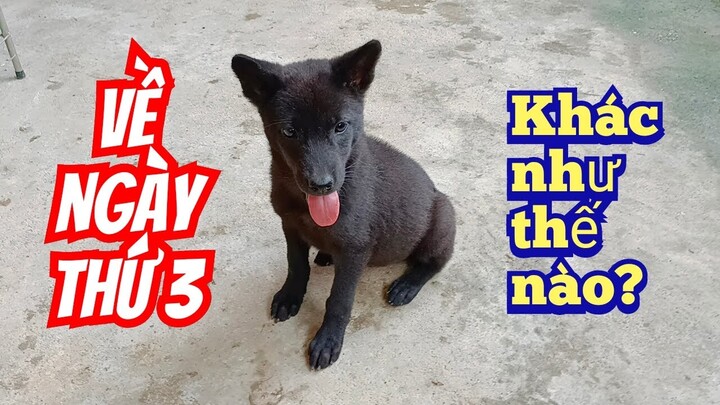 Chú chó Hmông cộc ngày thứ 3 về nhà đã hoàn toàn khác cùng em xù bò sữa.| cute dog.