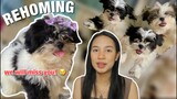 NAKAALIS NA SI SUZIE 😢 | SHIH TZU REHOMING