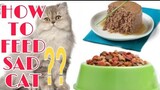 LONELY CAT HOW TO FEED  |  PERSIAN CAT