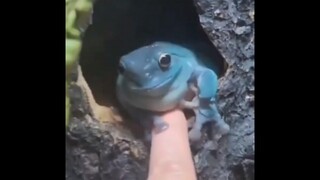 Cute blue frog