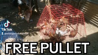 Free pullet para sayo