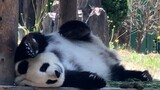Panda|Keseharian Panda