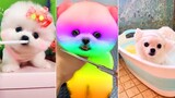 Funny and Cute Dog Pomeranian 😍🐶| Funny Puppy Videos #161