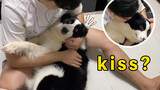 When the Dog Is Suddenly Kissed, What Will Be the Reaction?