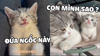 Giám sát viên ĐAO LẠC đã có người kế nhiệm rồi 😁  |  Pets TV