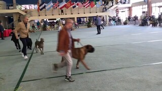 Part 2/ PCCI FCI ALLBREED DOGSHOW AUG. 18, 2019 sunday