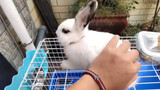 [Animal] [Rabbit] Destroying the Floor of the Cage