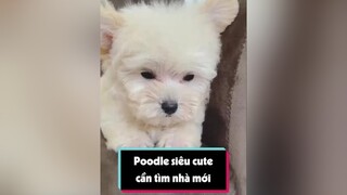 Poodle tai bướm nha mấy người LearnOnTikTok tuitienpet pet poodle