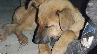 Binatang|Anjing Tertidur karena Nyaman Dihangatkan oleh Api