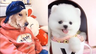 Tik Tok Chó Mèo Hài Hước và Dễ Thương Nhất Thế Giới - Funny Cats and Dogs #13