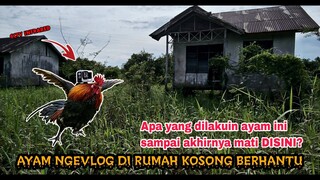 EKSPERIMEN: PASANG CCTV DI LEHER AYAM