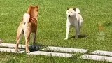 cat and dogs funny videos