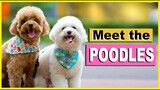 MEET MY TOY POODLES from the PHILIPPINES | Poodle Mom