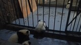 Panda Kabur dari Penjara