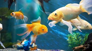 10 jenis ikan hias air tawar untuk aquarium rumah