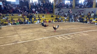 4cock tanza first fight