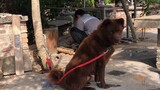 [Animal] A Quiet Brown Dog