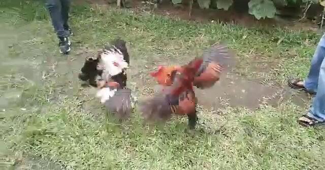 Palakasan Ng Tama Bilibili