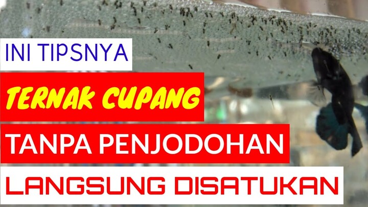 Tips Beternak Ikan Cupang Tanpa Penjodohan