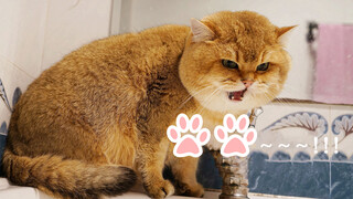 Kucing paling cerewet saat mandi, mulutnya tidak pernah diam!