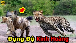 🔴Rợn Tóc Gáy Với Những Màn Đụng Độ Kịch Tính Và Đáng Sợ Nhất Trong Thế Giới Động Vật