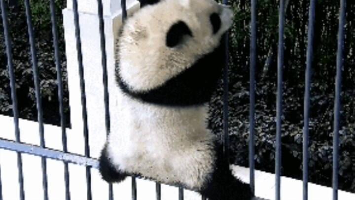 [Panda] Trying to walk across the fence