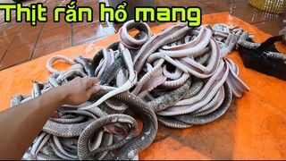 100 Con Rắn hổ Mang Làm Nguyên Liệu Nấu Cao Rắn Hổ Mang | Săn Bắt Ẩm Thực Vùng Cao