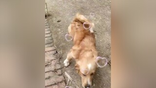 Đi chơi xa quá...cunyeucuadua yeucho yeuchomeo cún cúncon chó chómèo chócon chókhôn yeuchomeo chócute pet dog dogsoftiktok doggo