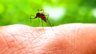 蚊子从血液中分离水分排出体外珍贵视频